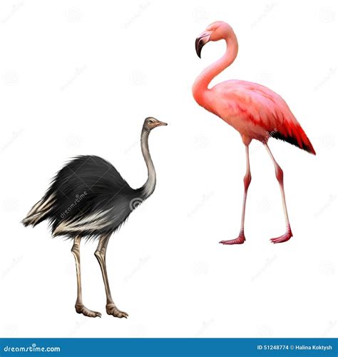 hermes flamingo ostrich|flamingos vs ostriches.